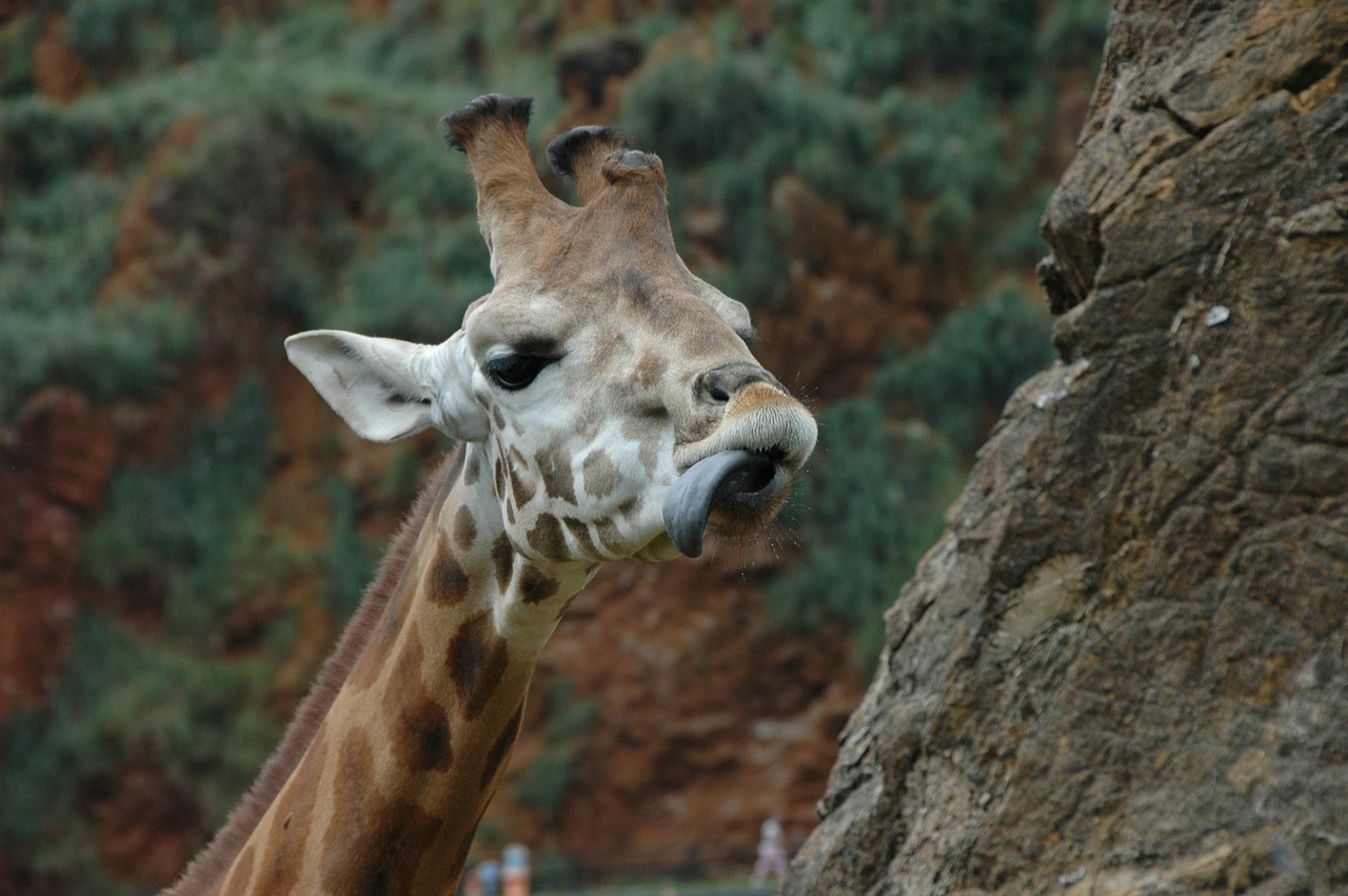 giraffe language head free photo