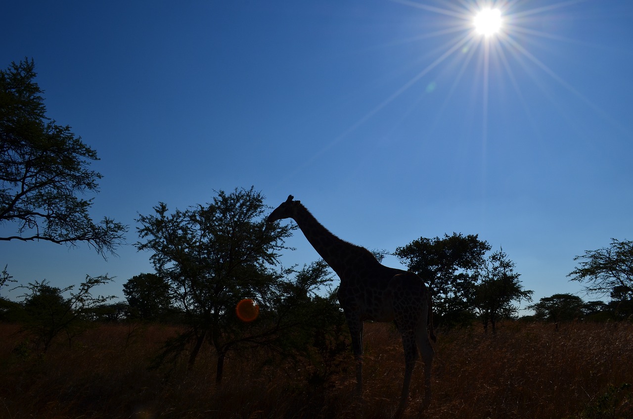 giraffe silhouette africa free photo