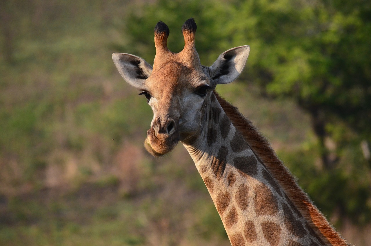 giraffe africa savannah free photo