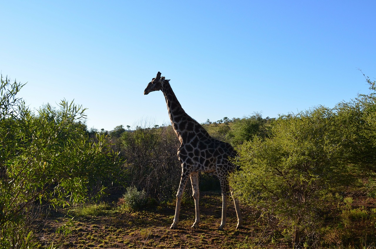 giraffe wildlife south africa free photo