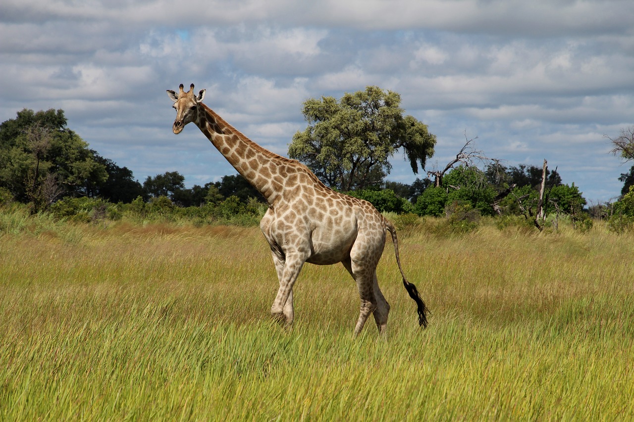 giraffe africa savannah free photo