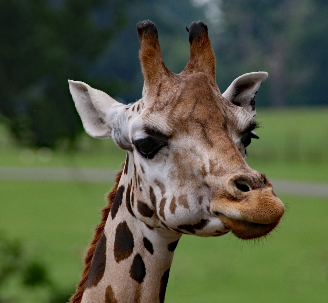 giraffe giraffe portrait wildlife free photo