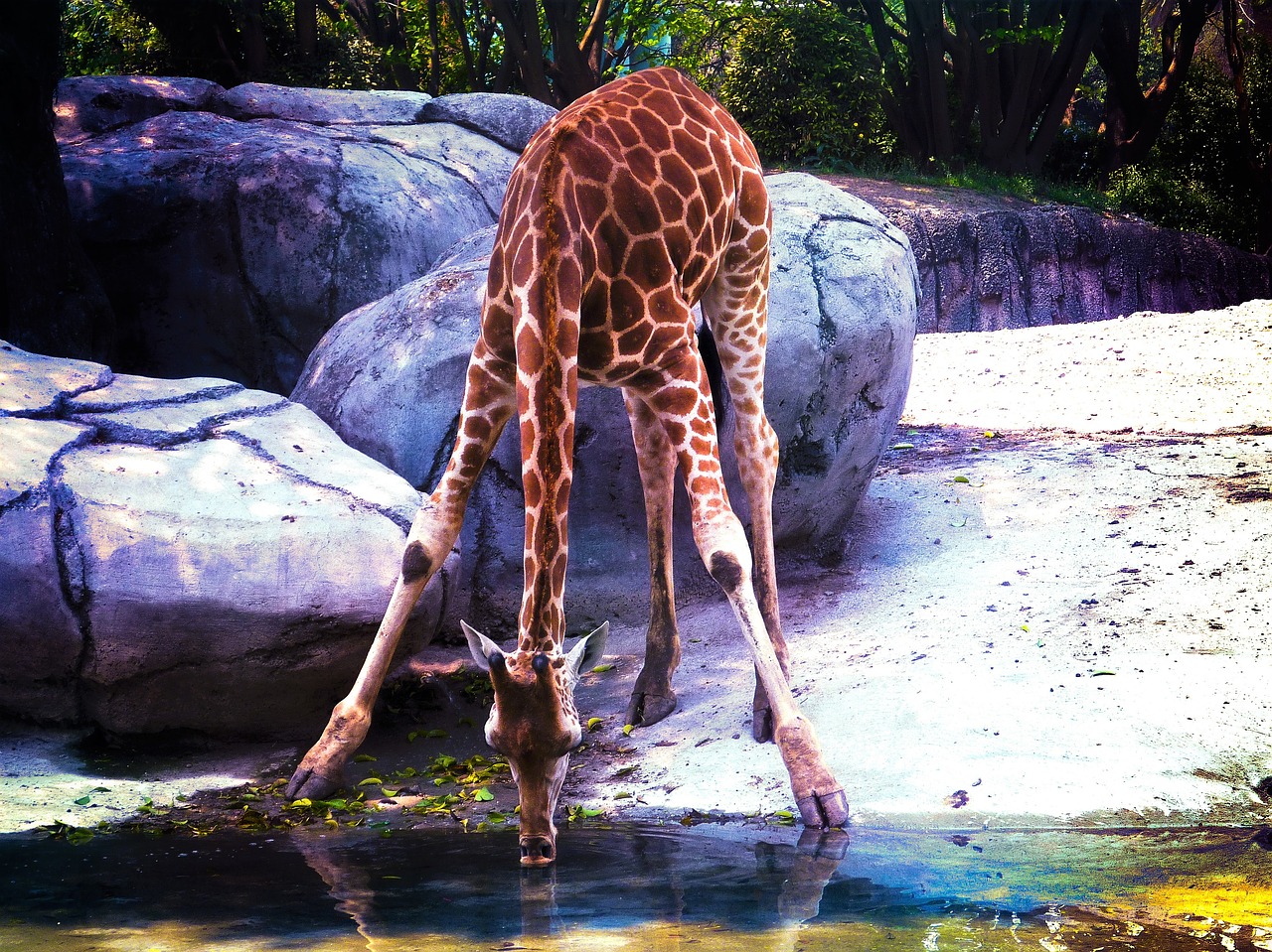 giraffe water jungle free photo