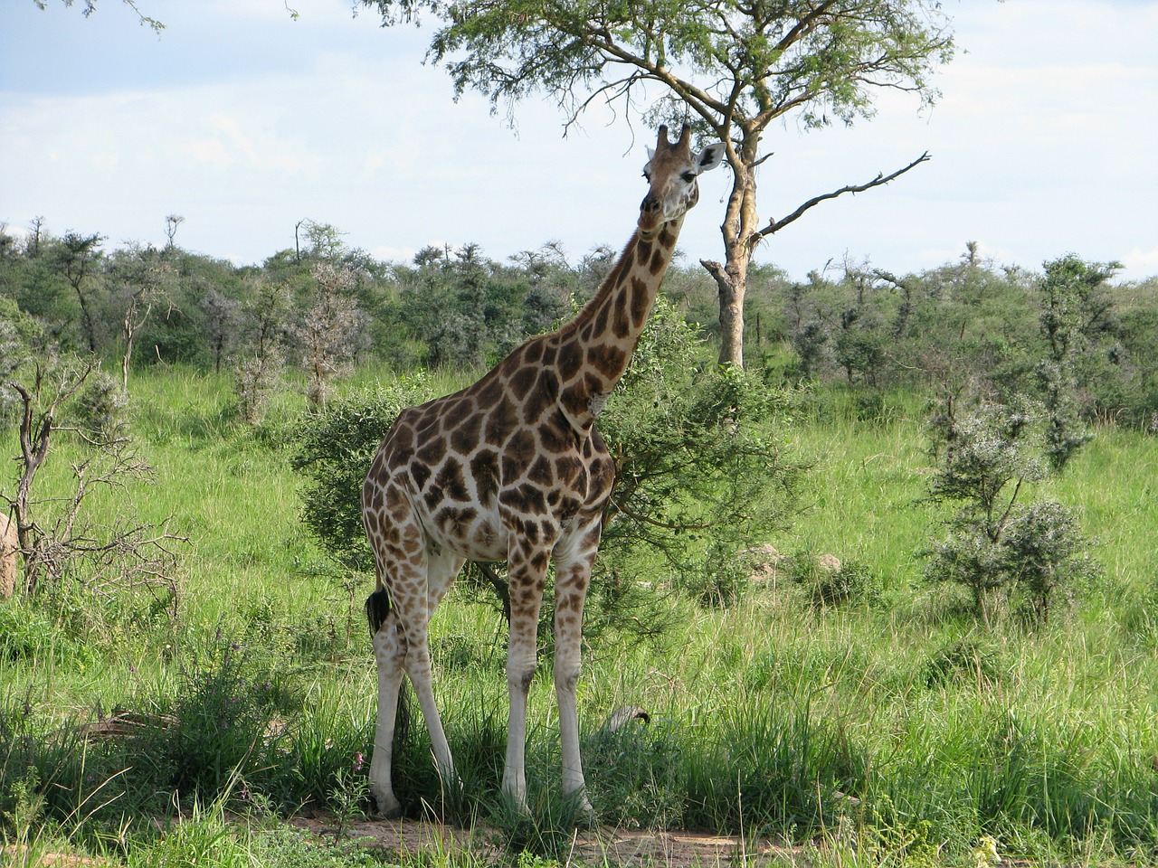 giraffe safari africa free photo