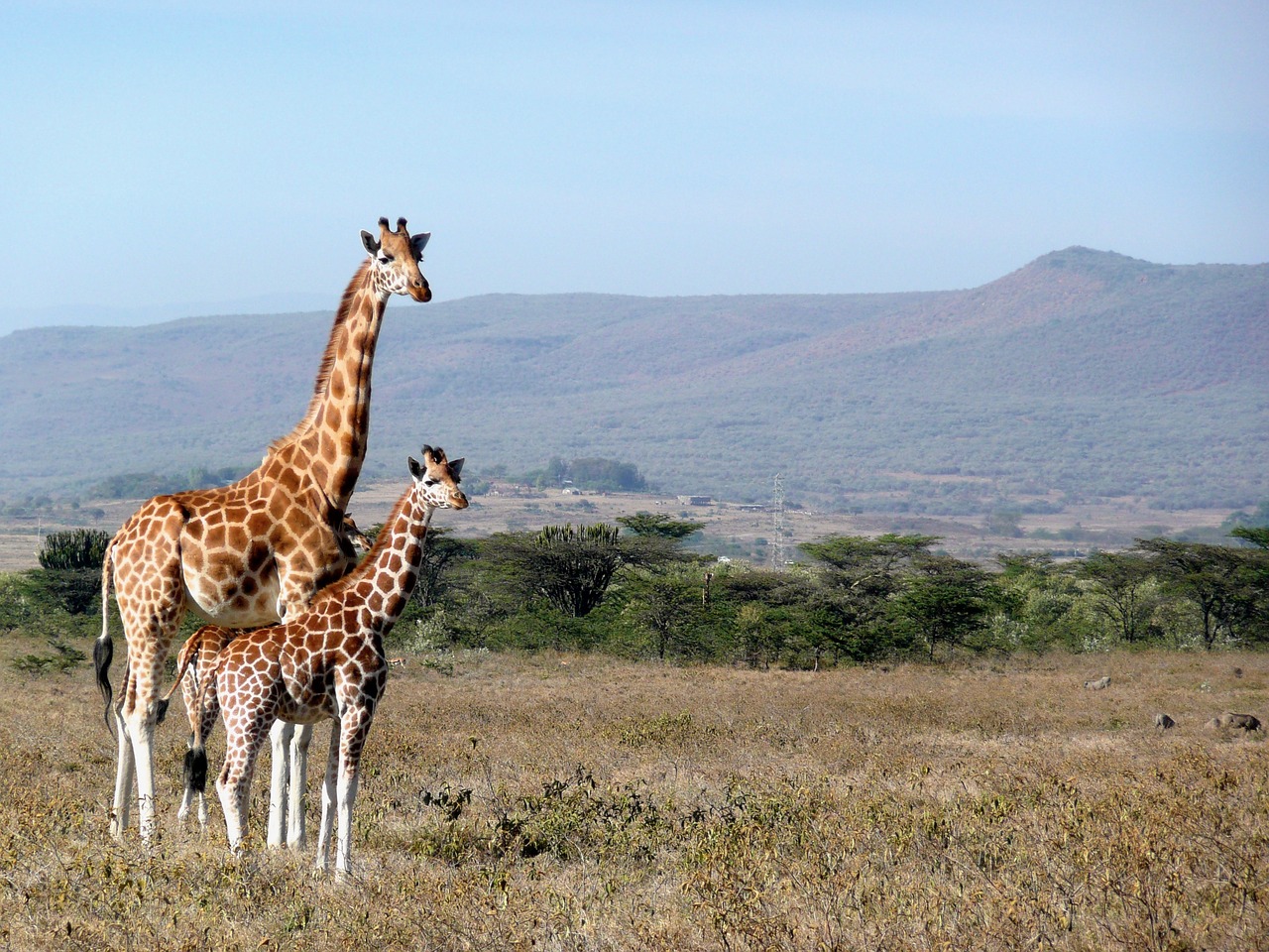 giraffe kenya kigio free photo