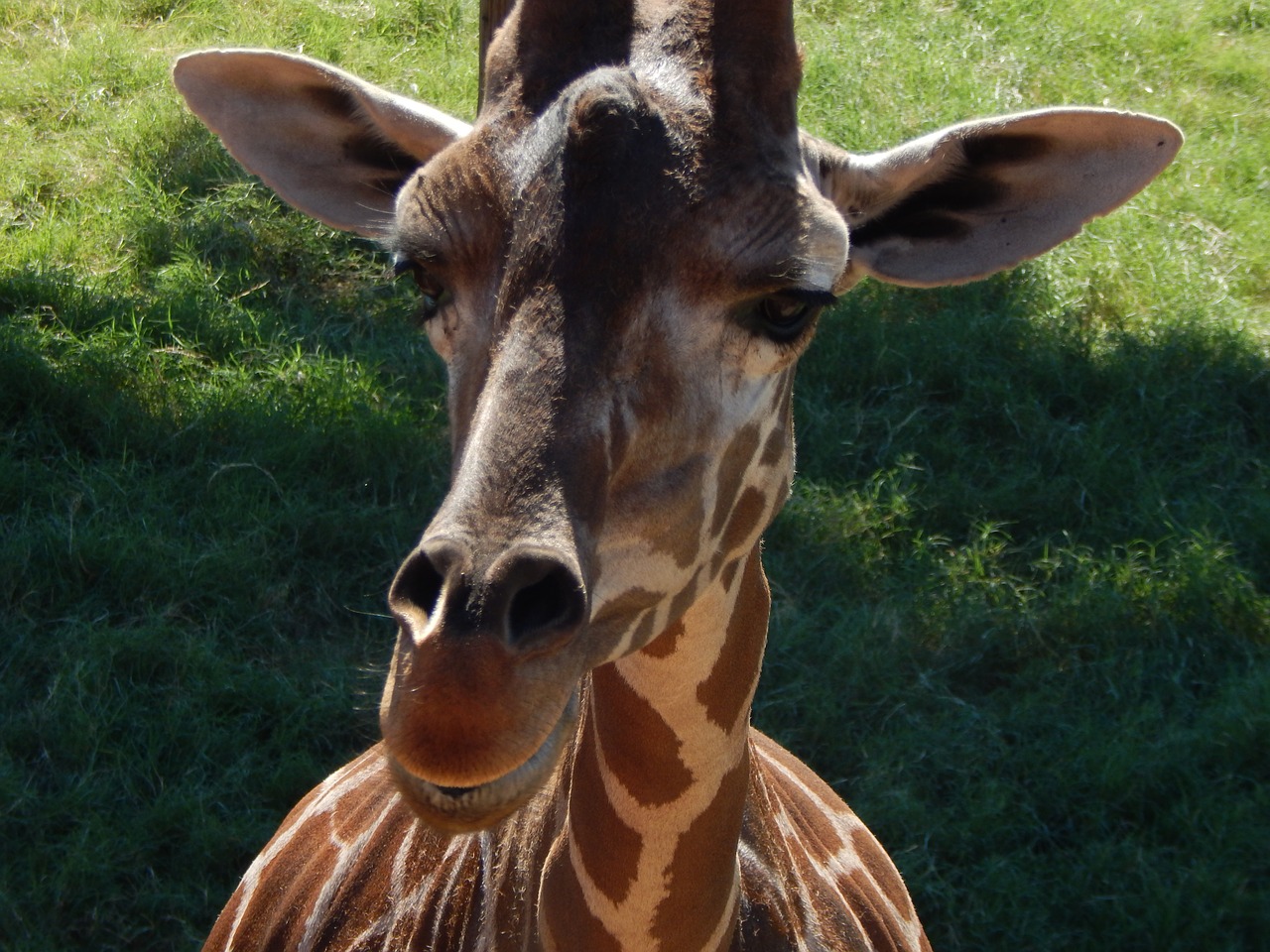 giraffe face animal free photo
