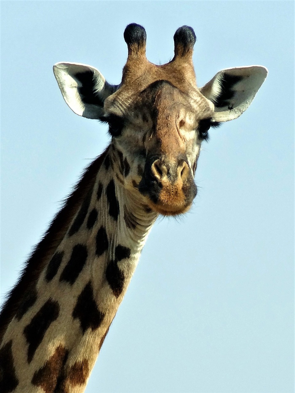 giraffe zoo animal free photo