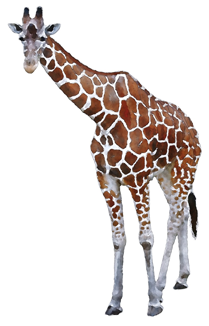 giraffe africa watercolor free photo