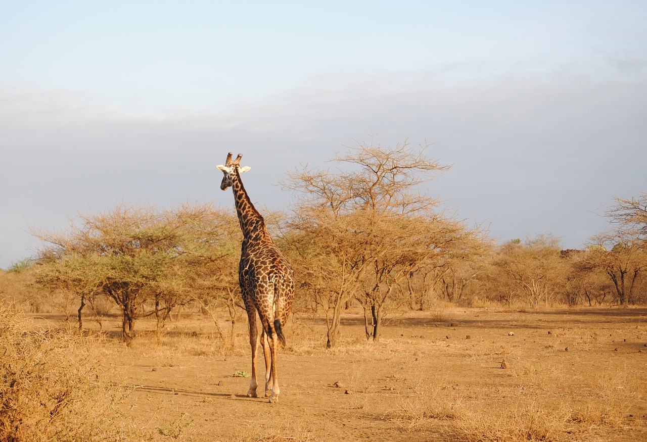 giraffe kenya tsavo free photo