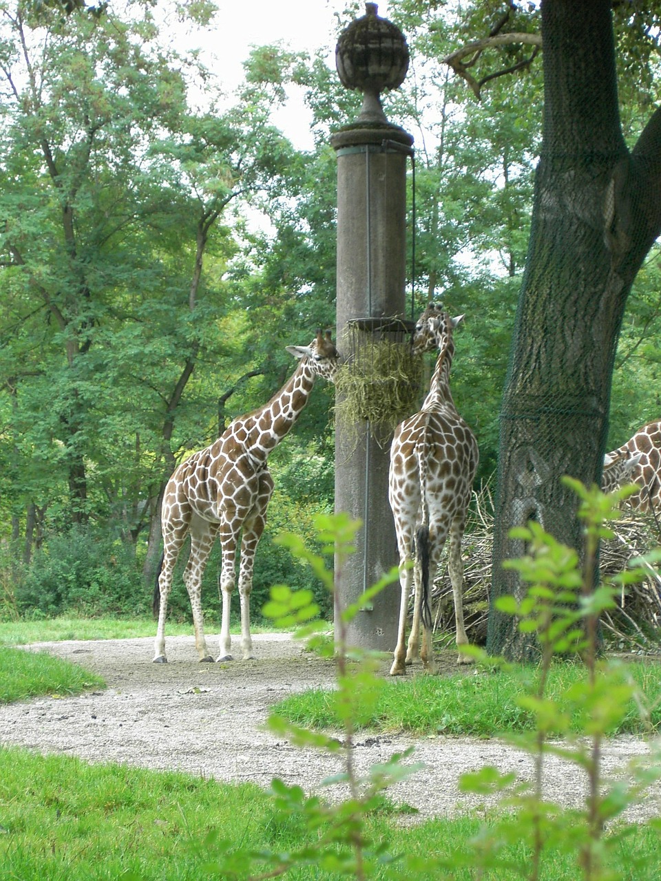 giraffe herbivores africa free photo