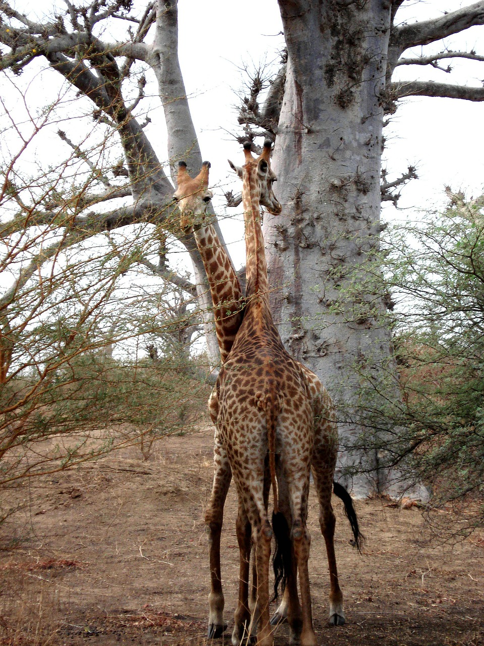 giraffe africa senegal free photo