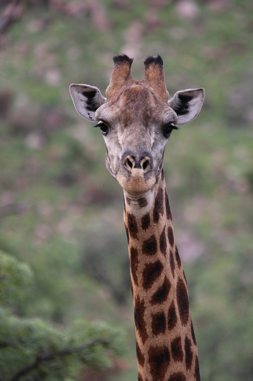 giraffe animal mammal free photo