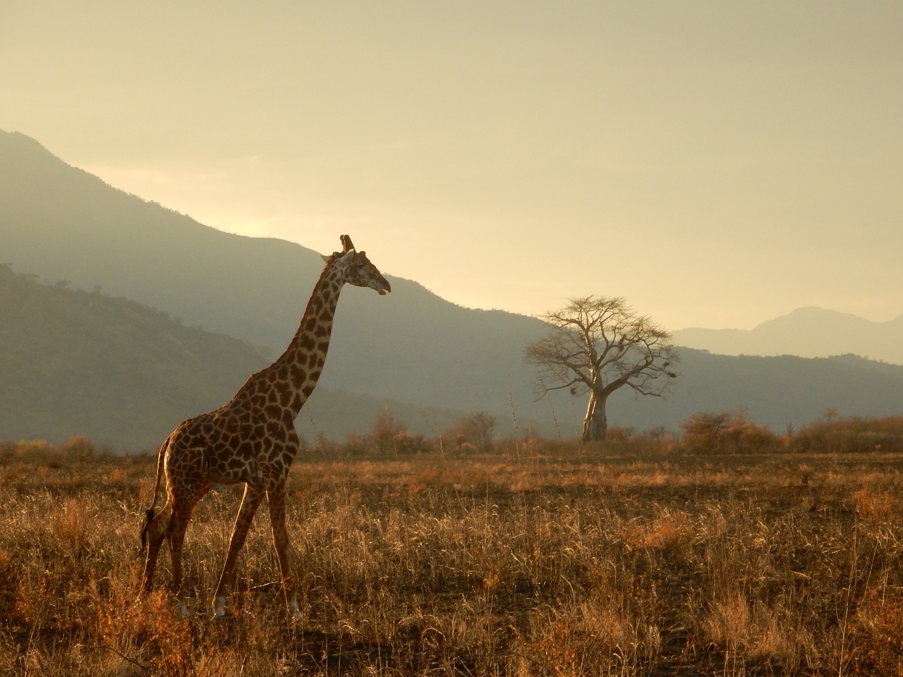 giraffe tanzania safari free photo