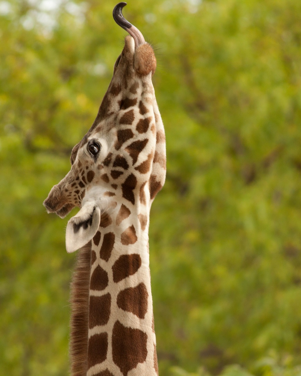 giraffe mammal nature free photo