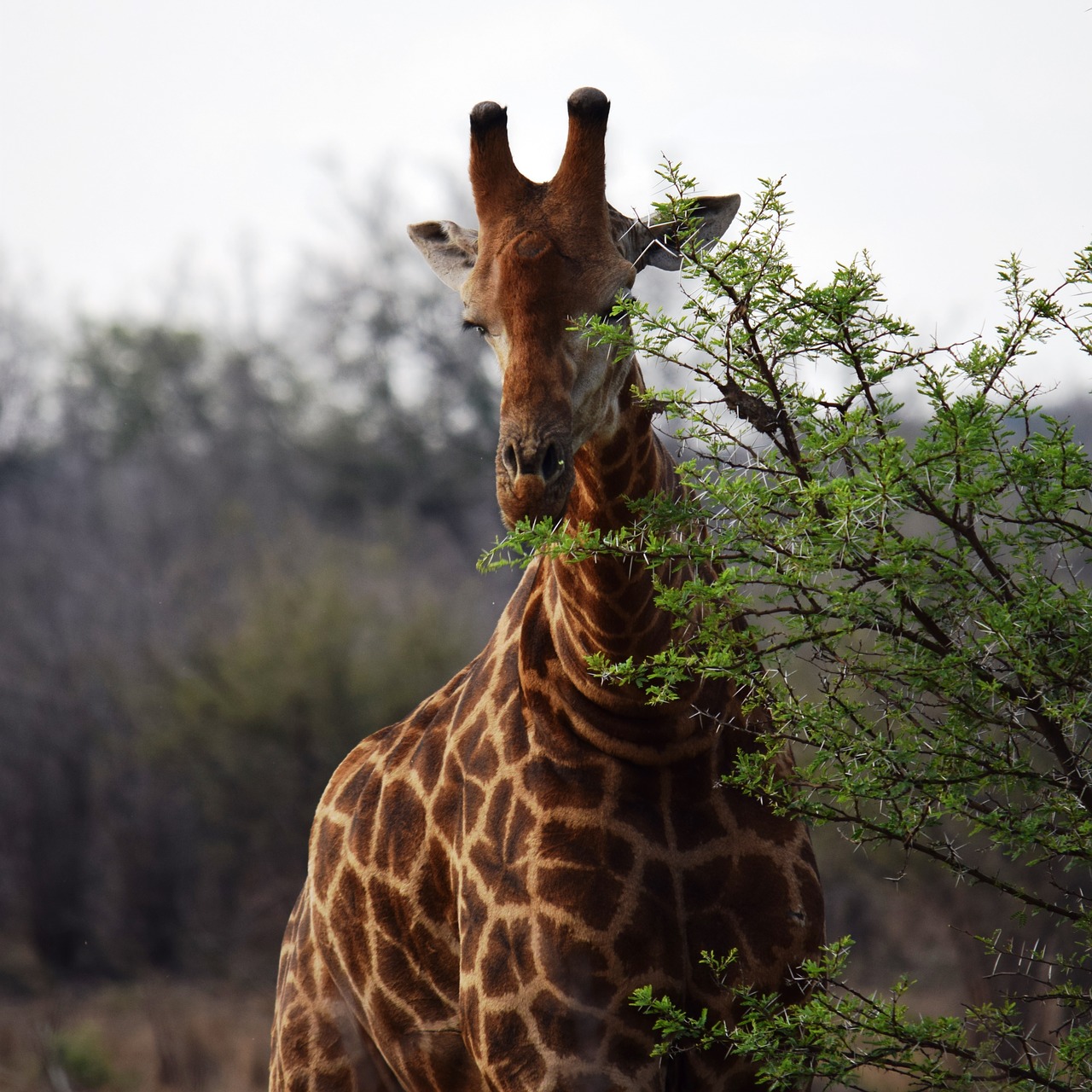 giraffe africa solo free photo
