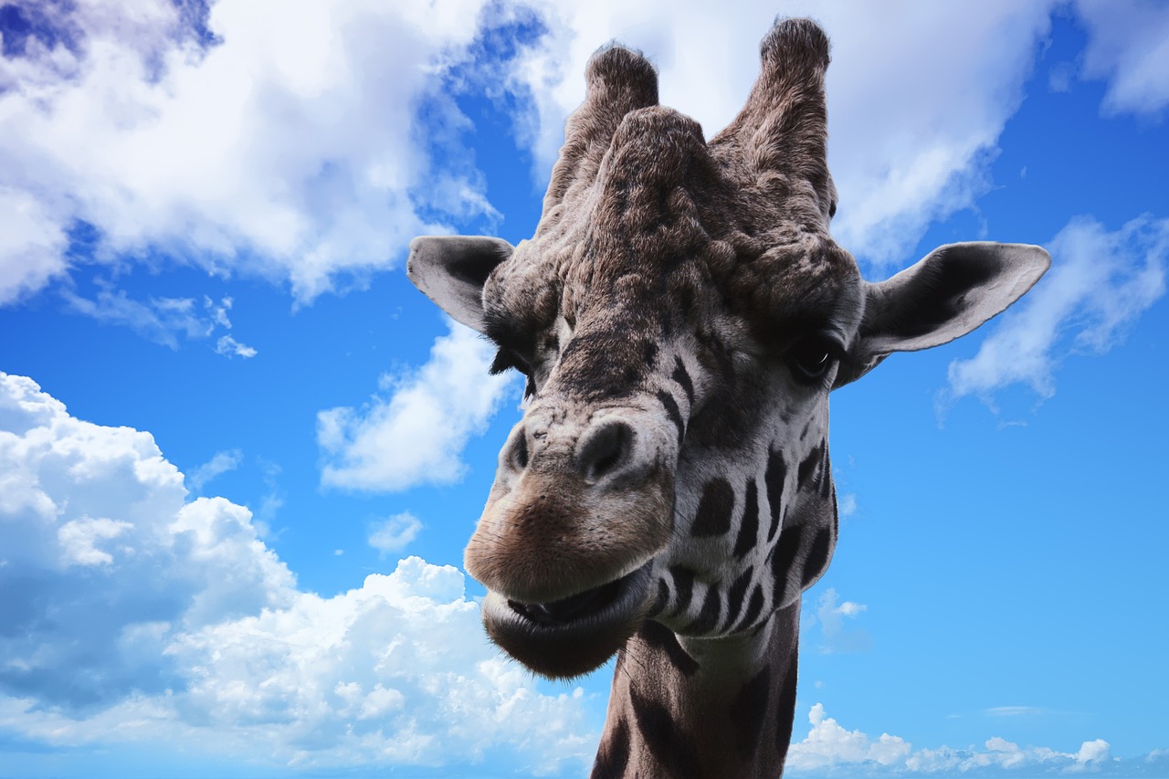 giraffe animal wildlife free photo