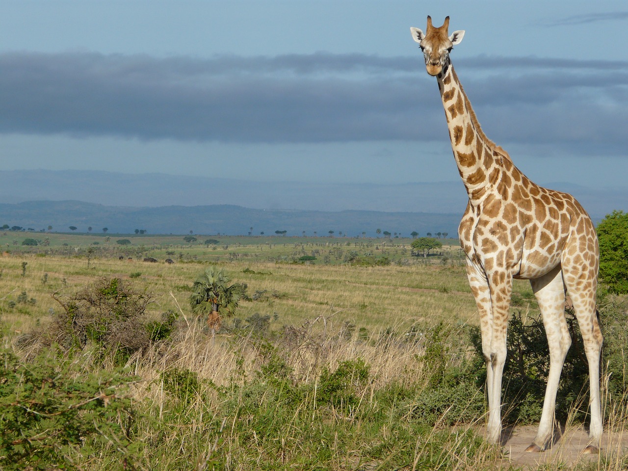 giraffe uganda africa free photo