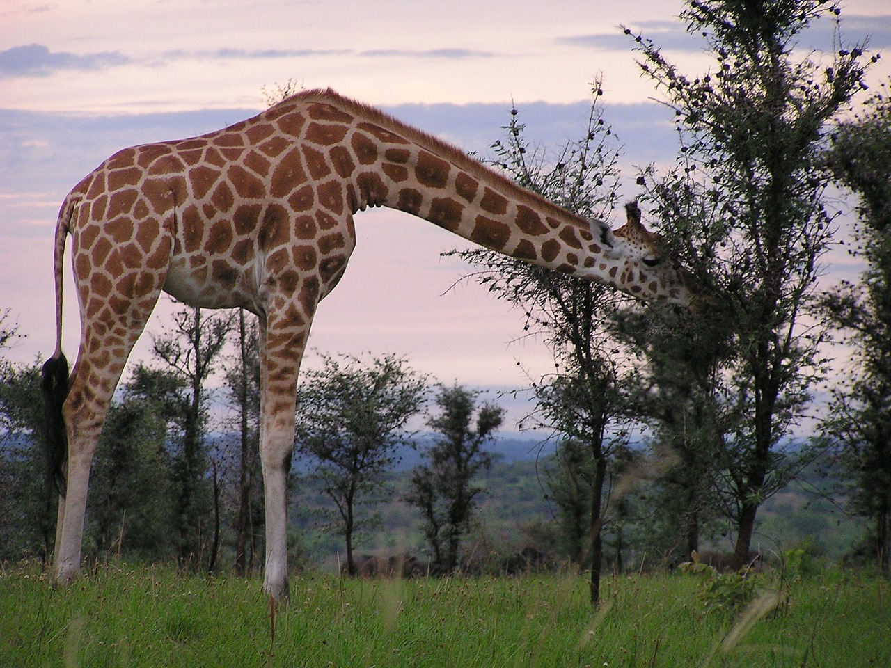 giraffe feeding murchison free photo