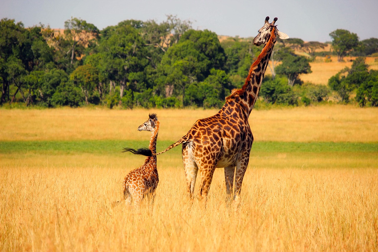 giraffe animals wildlife free photo