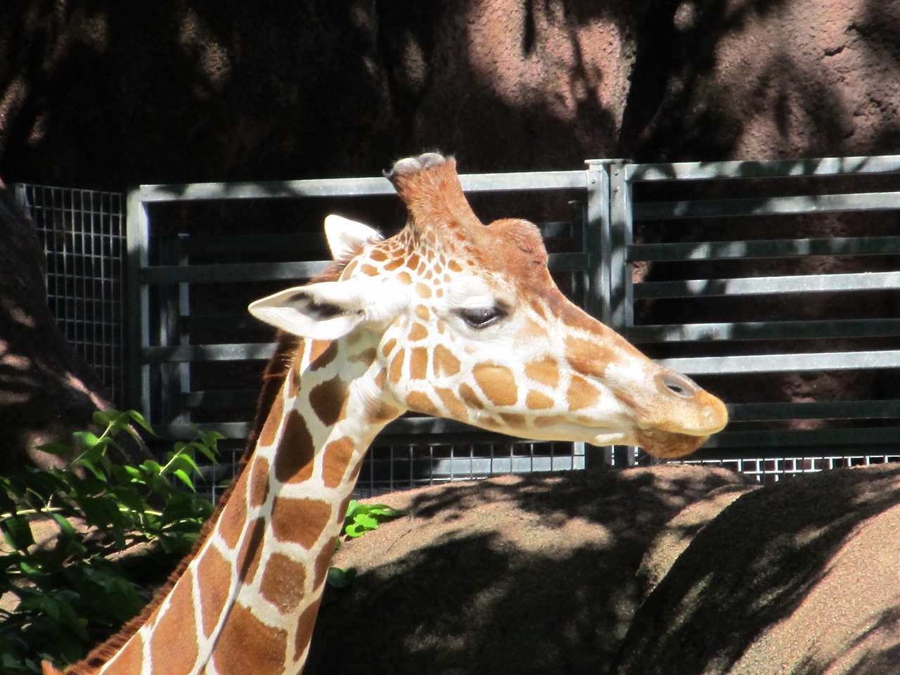 giraffe head zoo free photo
