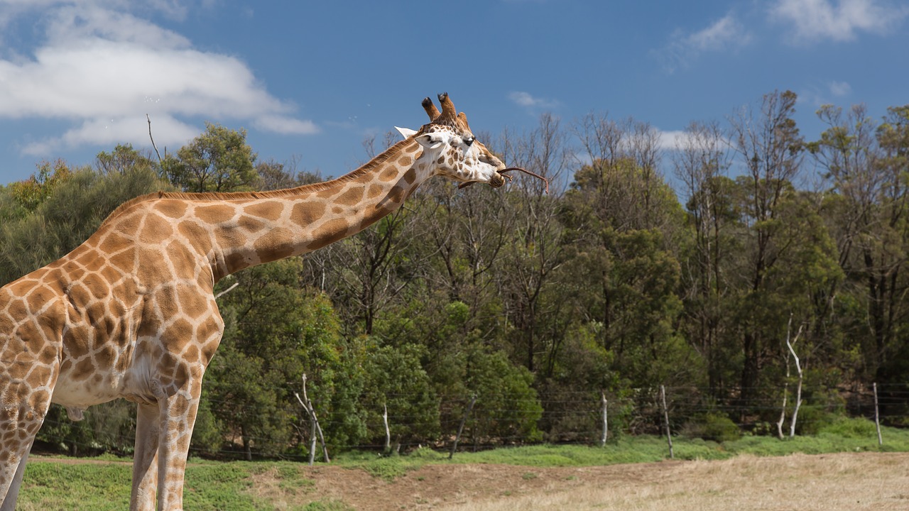 giraffe werribee zoo canon 5d mark iii free photo