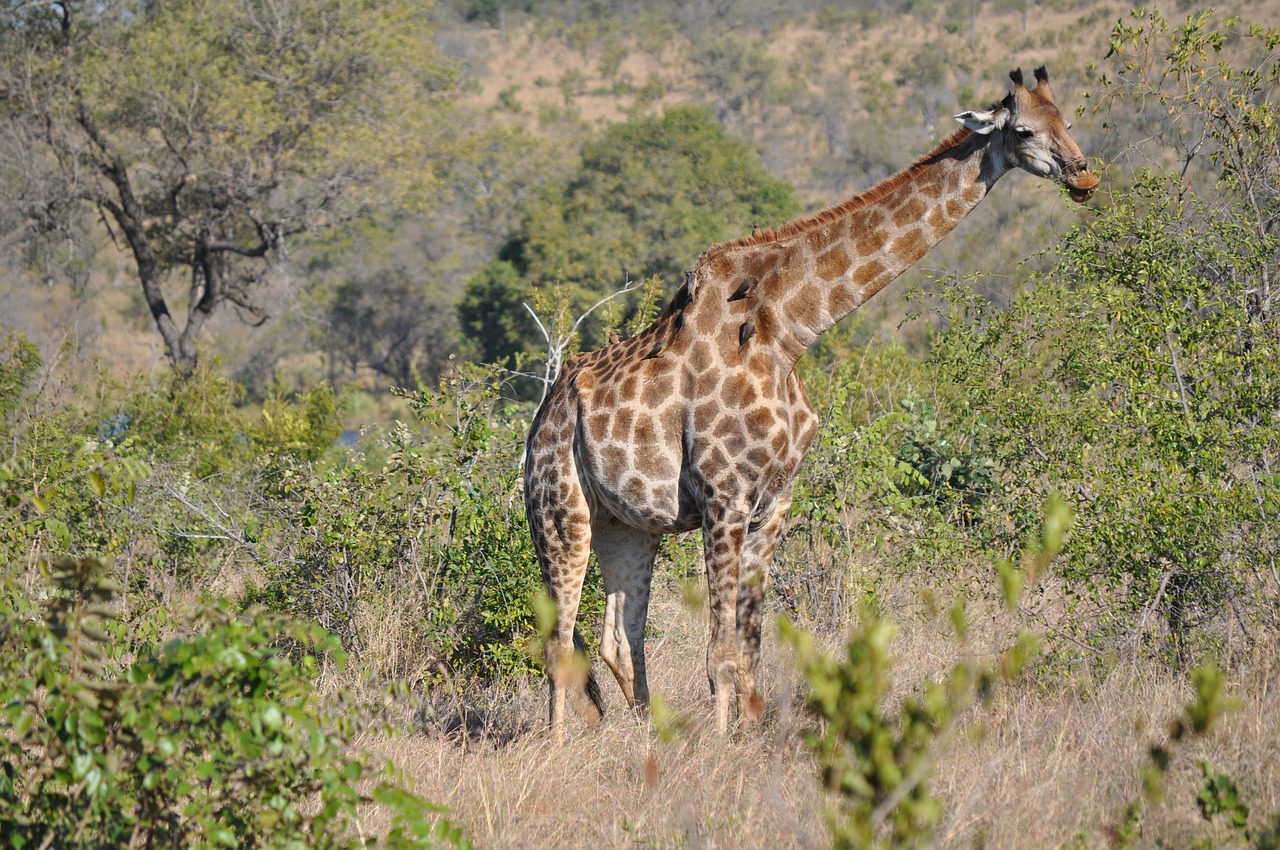 giraffe animal savannah free photo