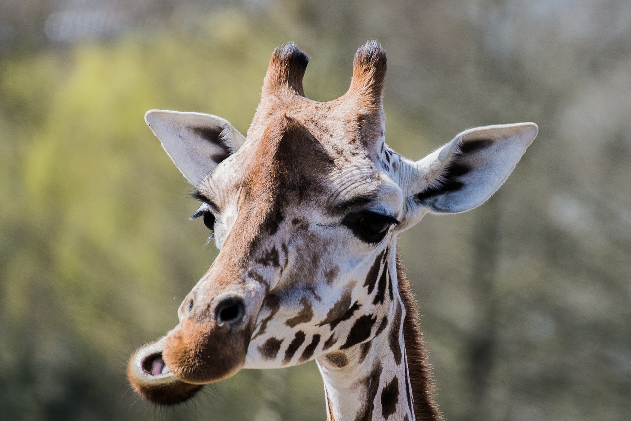 giraffe zoo eat free photo