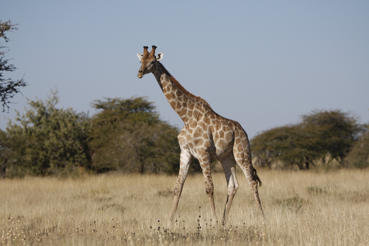 giraffe wild after free photo