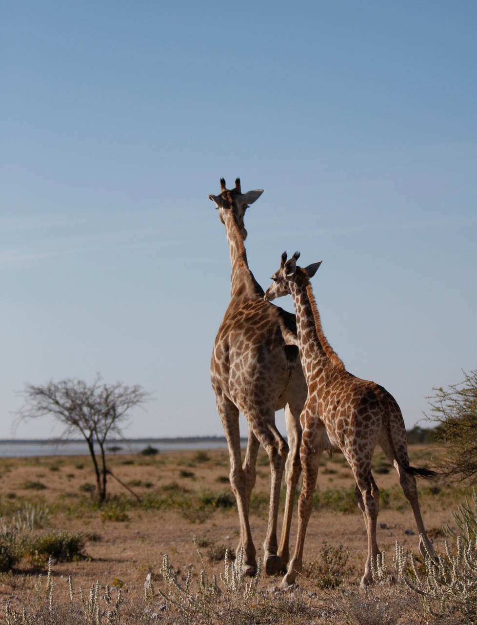 giraffe wild safar free photo