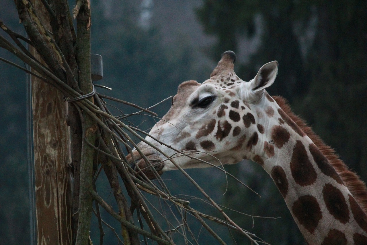 giraffe zoo wild free photo