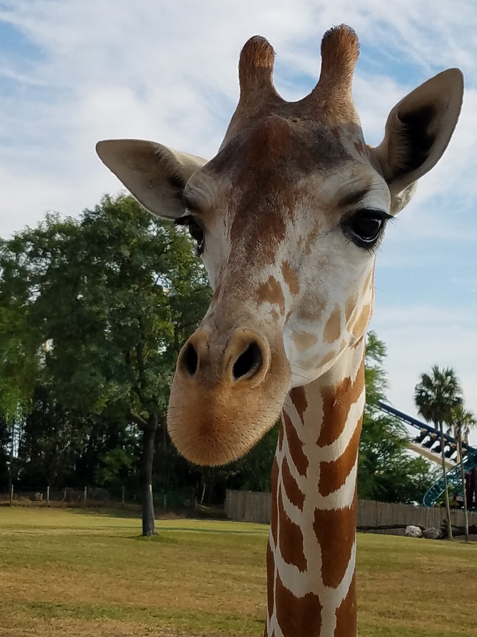 giraffe horns animal free photo