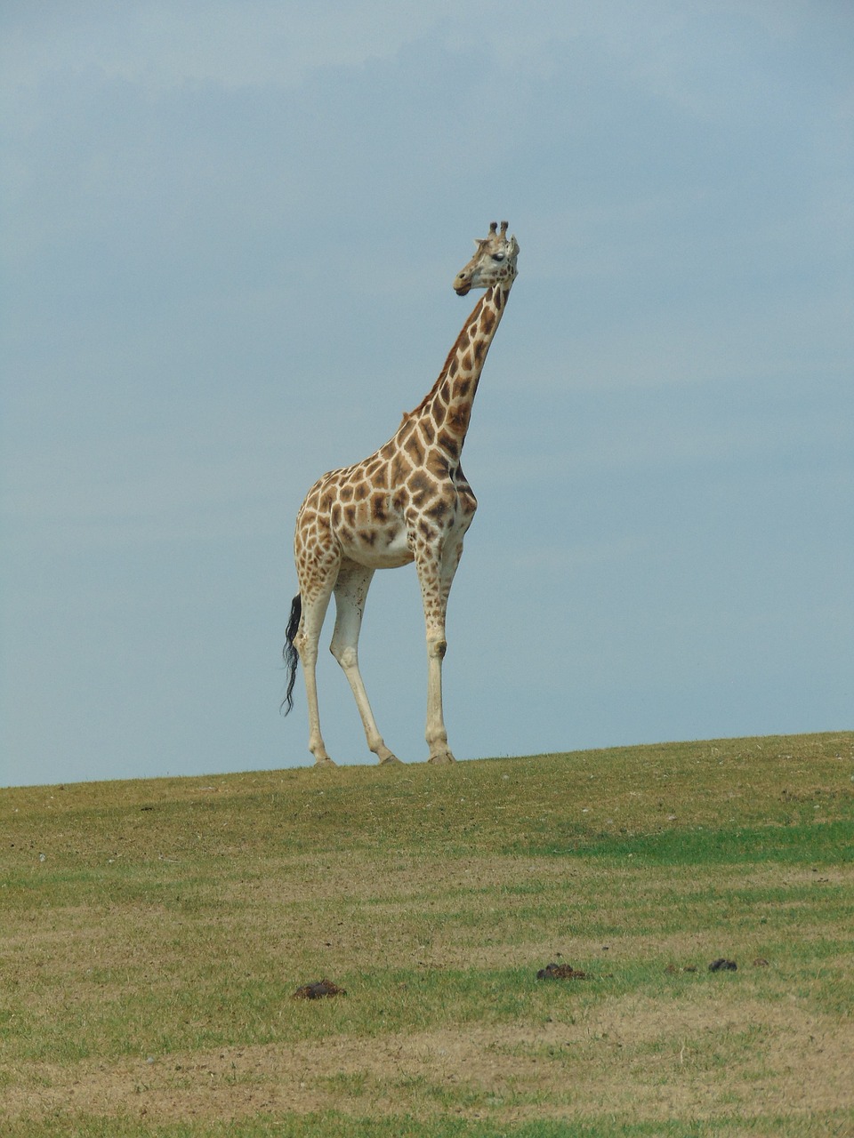 giraffe wild animal africa free photo