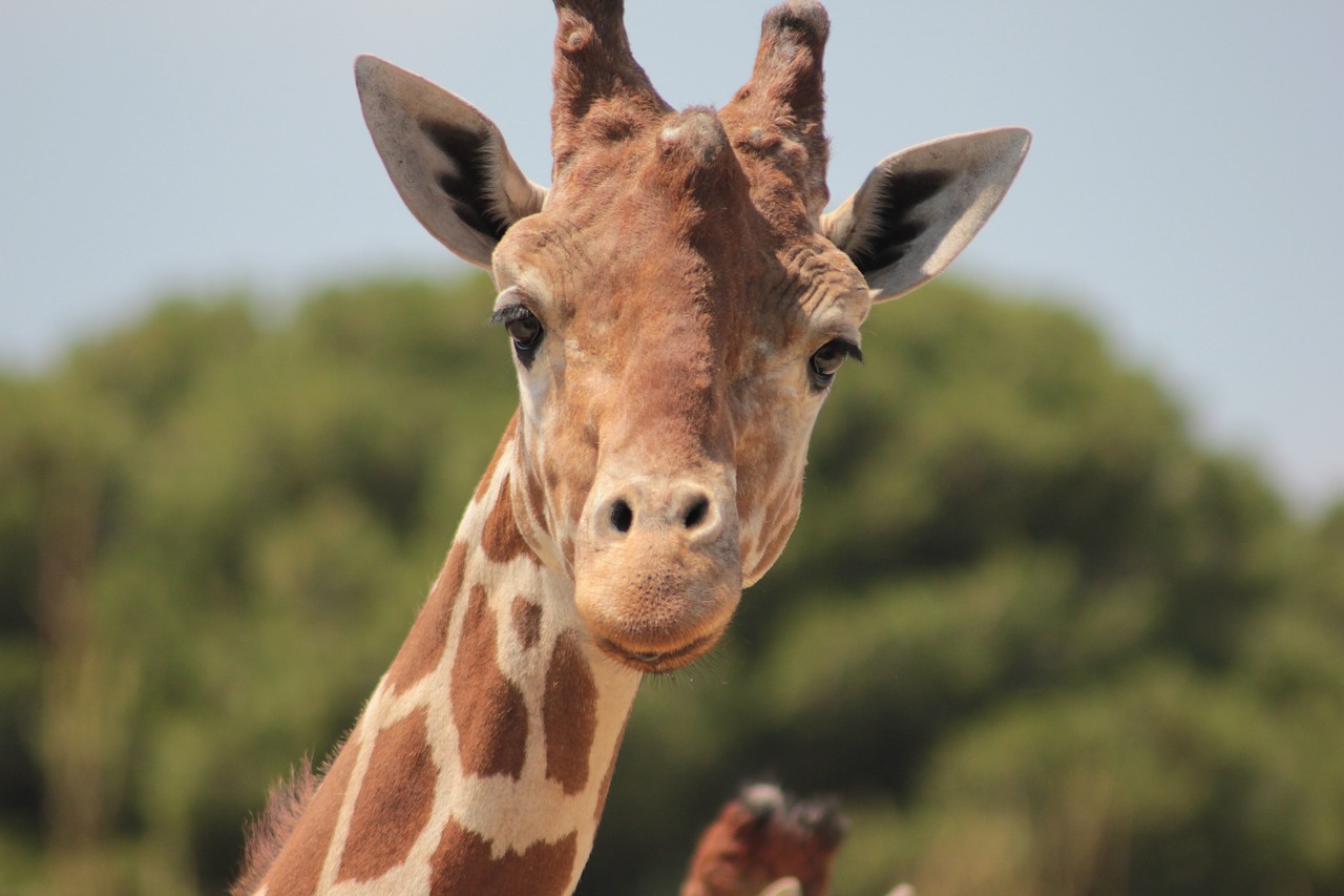 giraffe africa savannah free photo