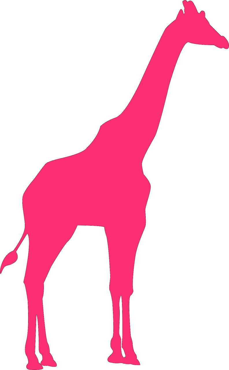 giraffe animal pink free photo