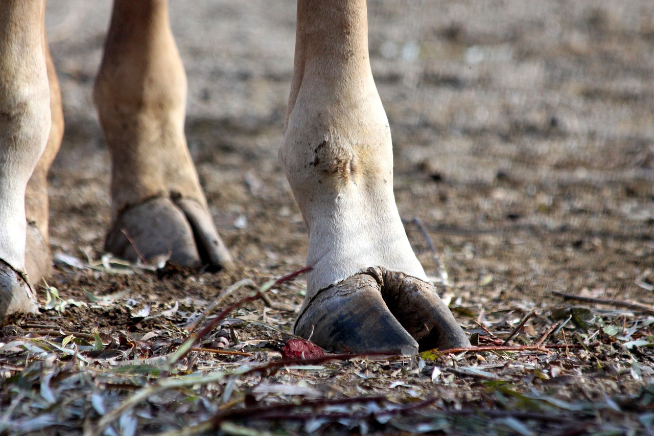 giraffe hoof land free photo