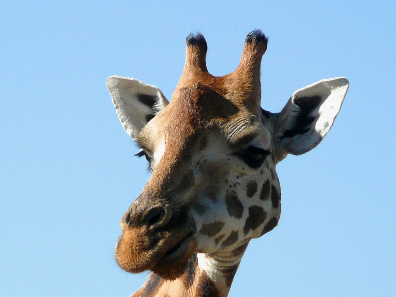 giraffe kenya animal free photo