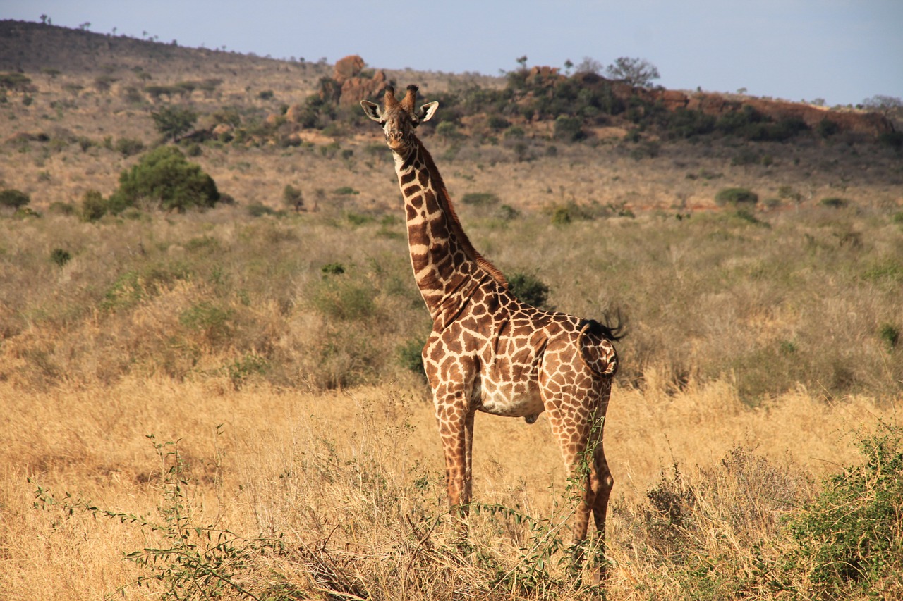 giraffe kenya tsavo west free photo