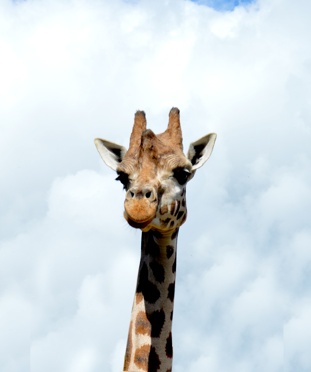 giraffe animal zoo free photo