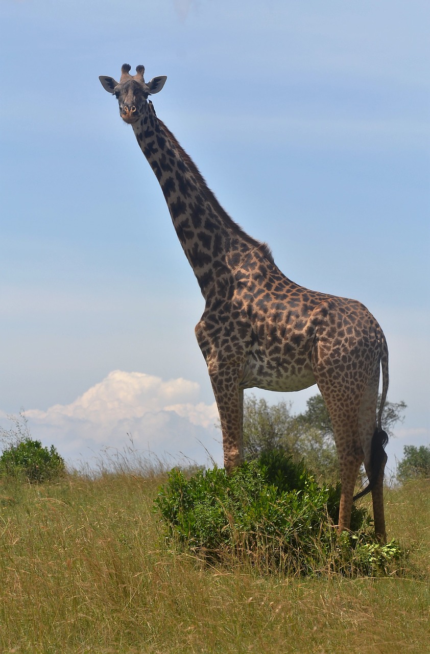 giraffe kenya tallest free photo