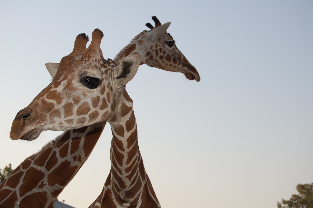 giraffe wildlife zoo free photo