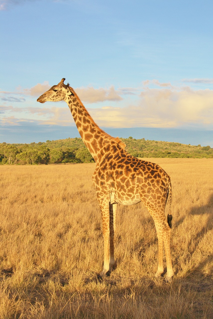 giraffe kenya animal free photo