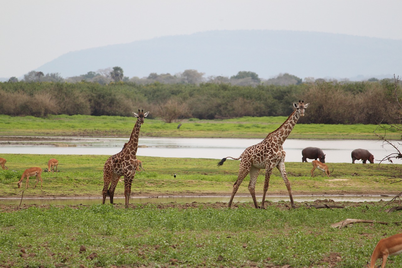 giraffe africa safari free photo