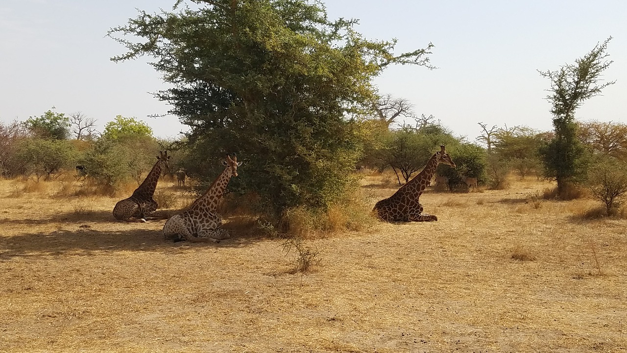 giraffe safari africa free photo