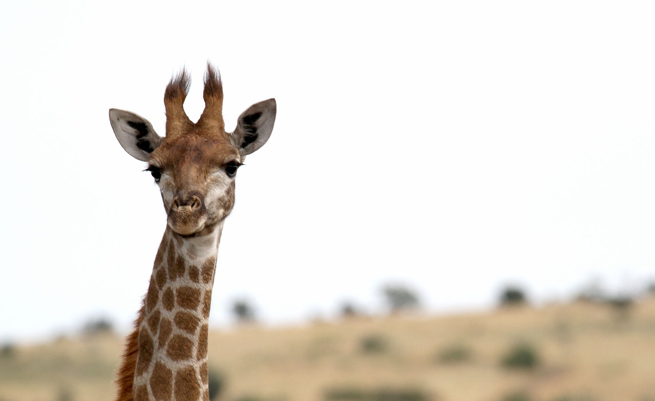 giraffe africa safari free photo