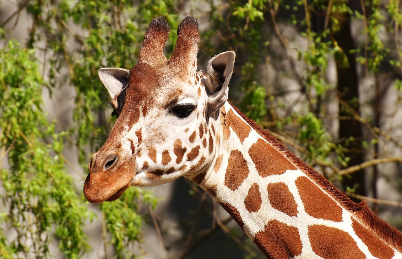 giraffe wild animal stains free photo