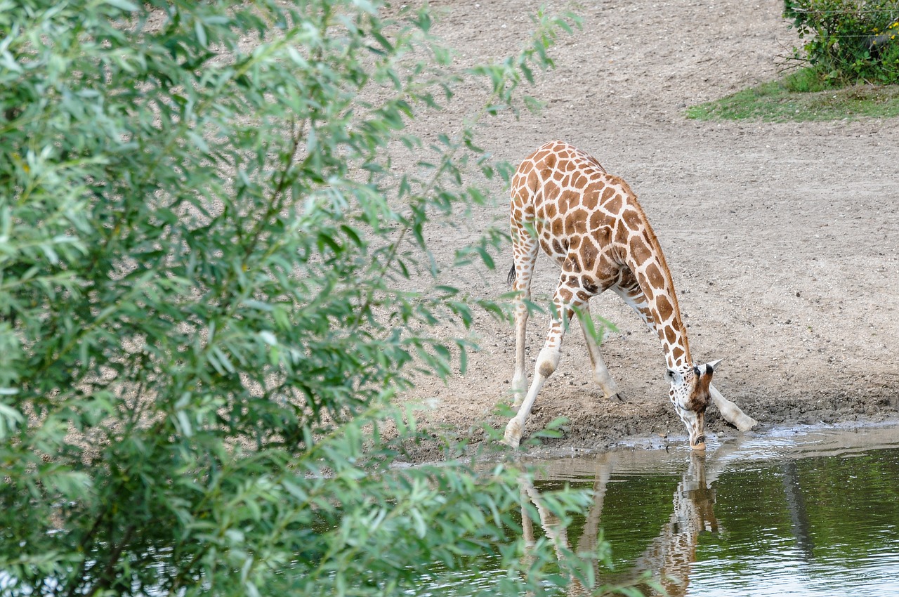 giraffe watering hole animal free photo