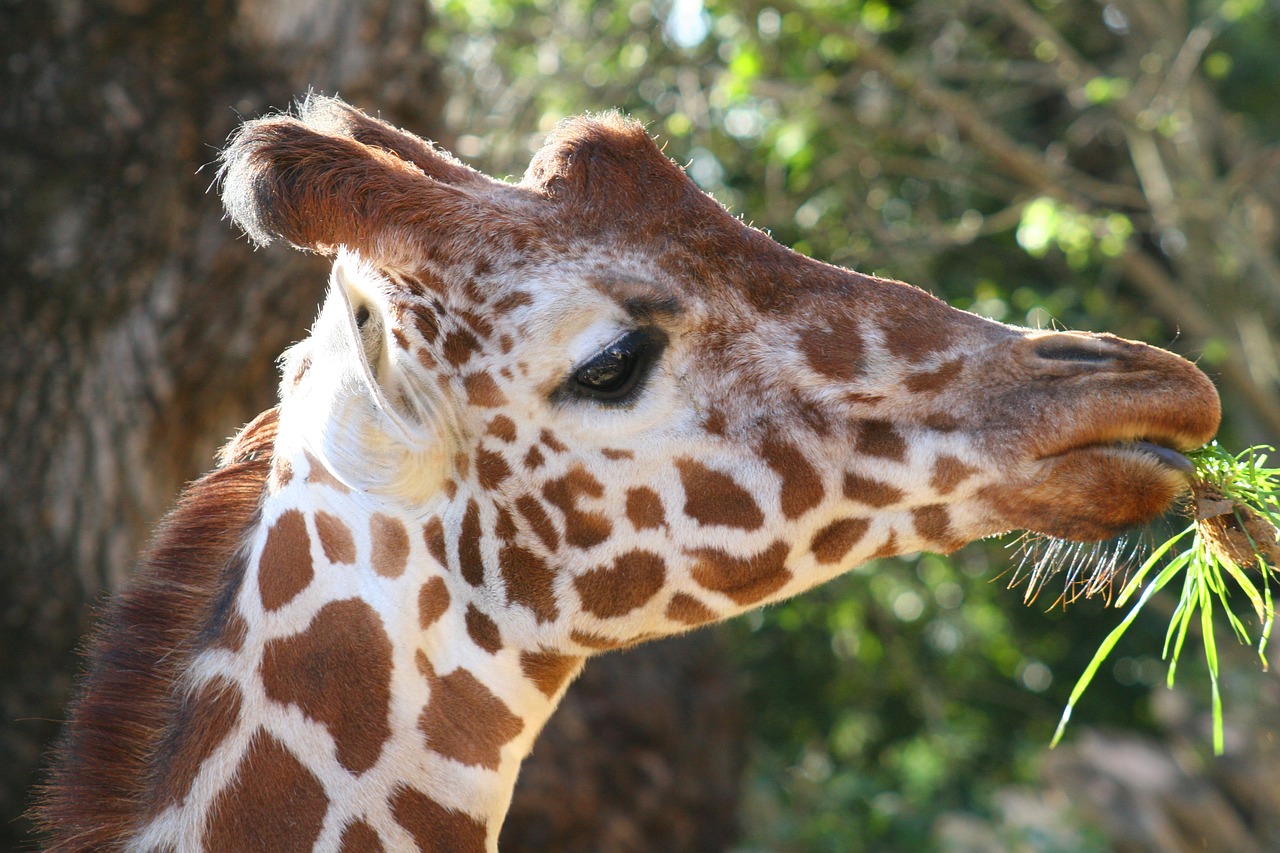 giraffe zoo animal free photo