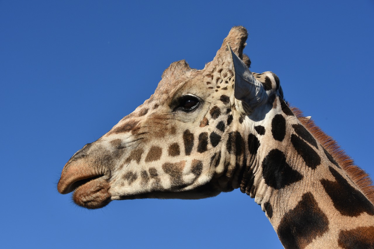 giraffe animal wildlife free photo