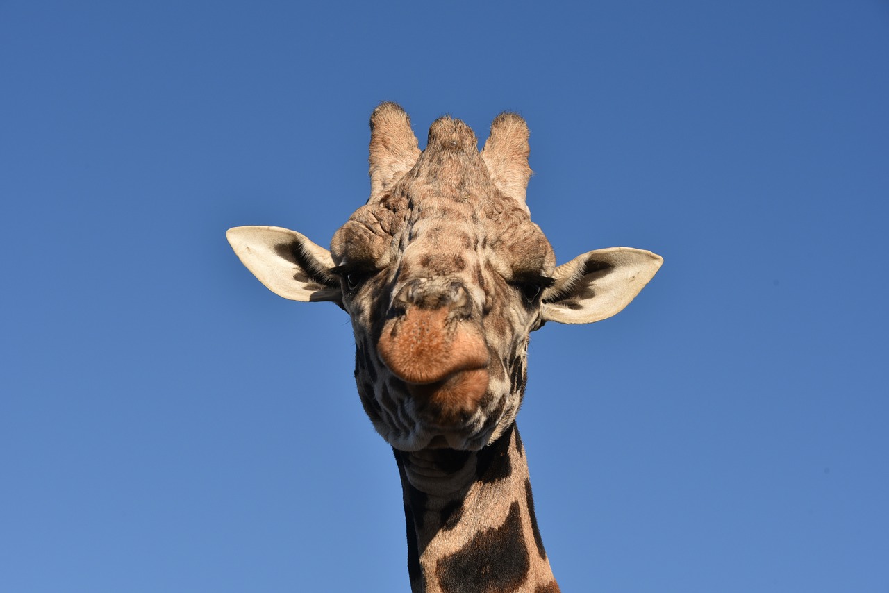 giraffe animal wildlife free photo