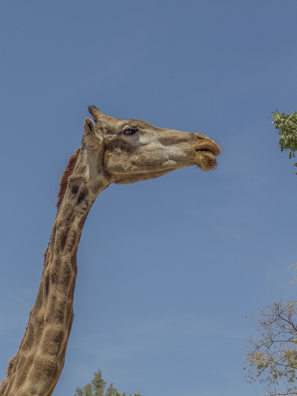 giraffe animal neck free photo